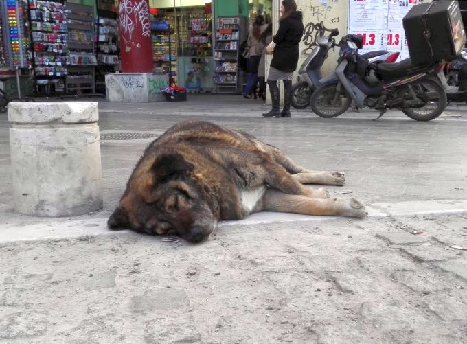 Греческая собака