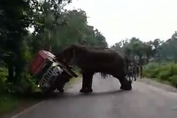 Слон расправился с шумным автомобилем (видео)