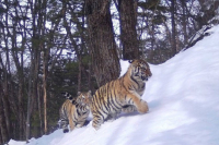 Тигры на дороге шокировали водителей под Хабаровском (видео)